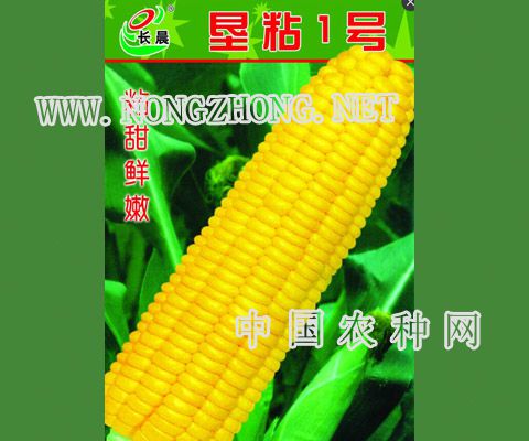 垦粘一号